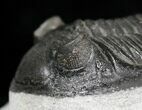 Bargain Hollardops Trilobite - Mount Issoumour #17835-2